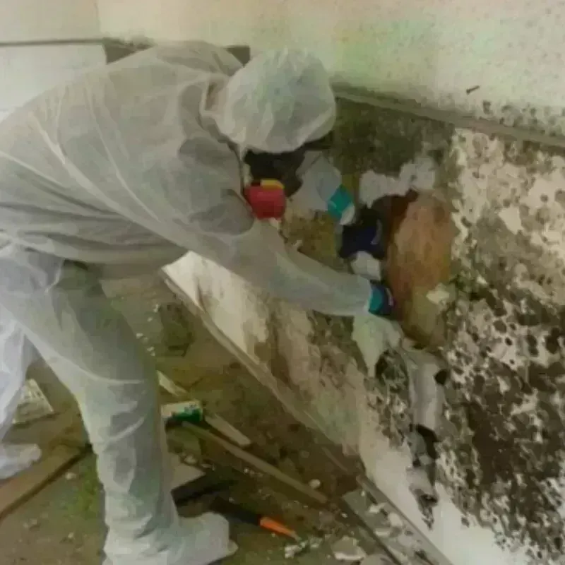 Mold Remediation and Removal in Rochester, PA